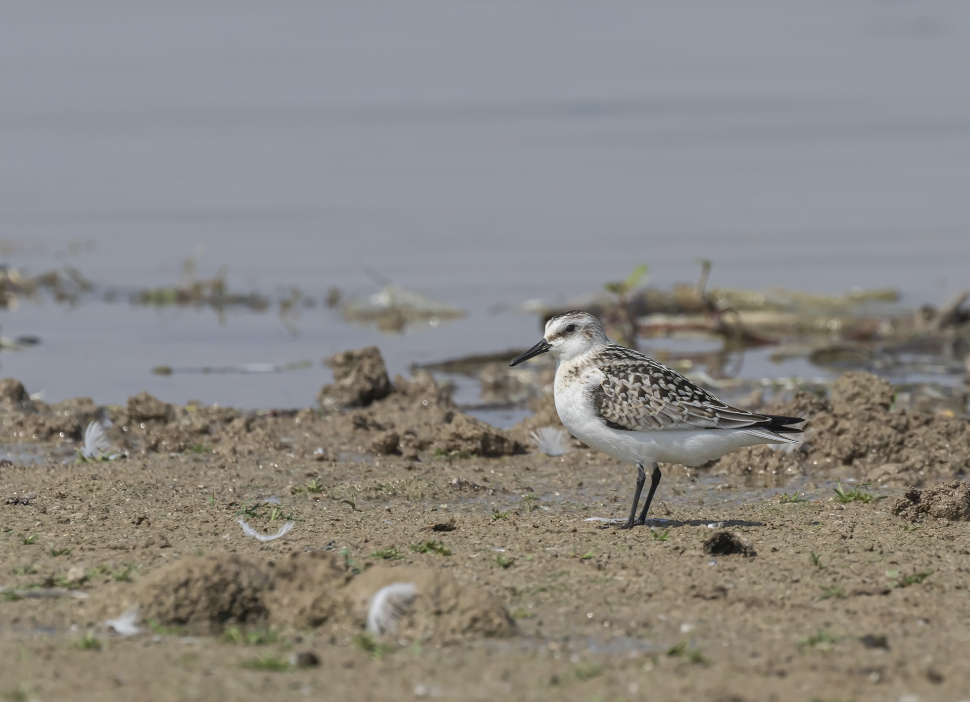 Sanderling